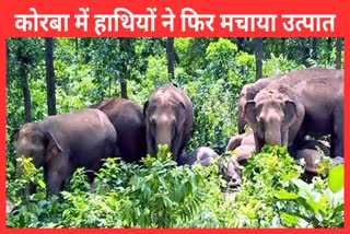 Elephants destroyed crops in Korba