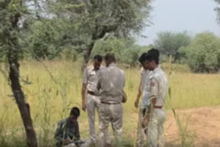 human skeleton in a millet field