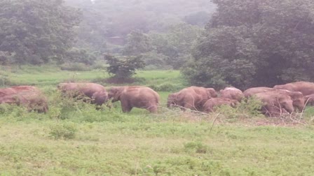 herd-of-elephants-reached-patratu-of-ramgarh