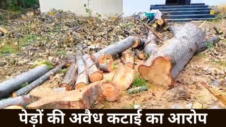 Allegation of illegal cutting