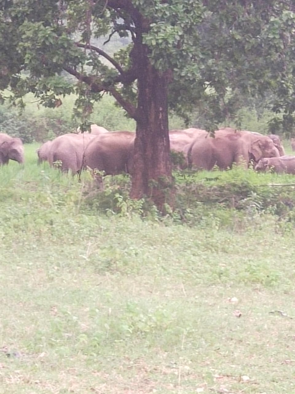 Herd of elephants reached Patratu of Ramgarh