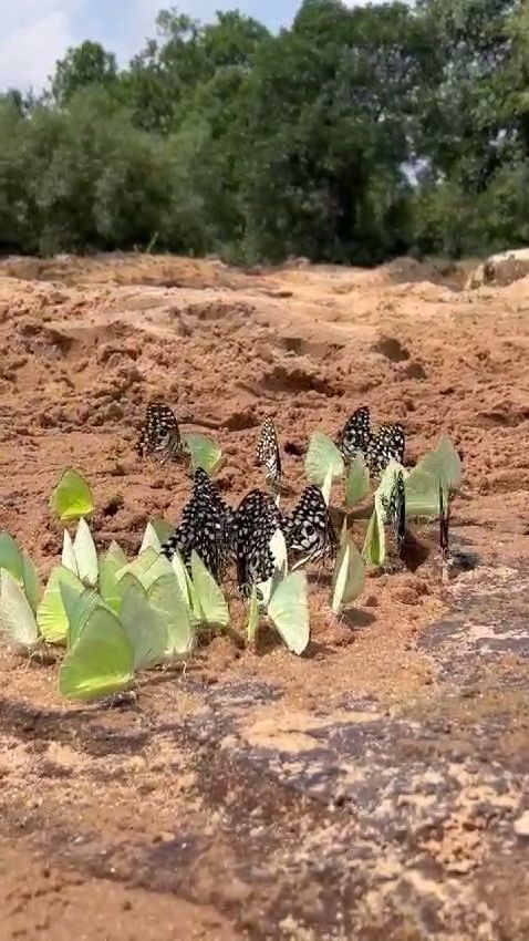 Bandhavgarh Unique butterflies