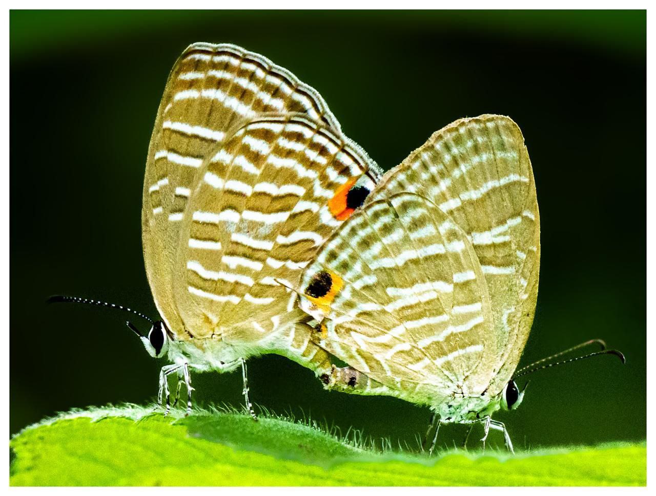 BUTTERFLY SURVEY REPORT