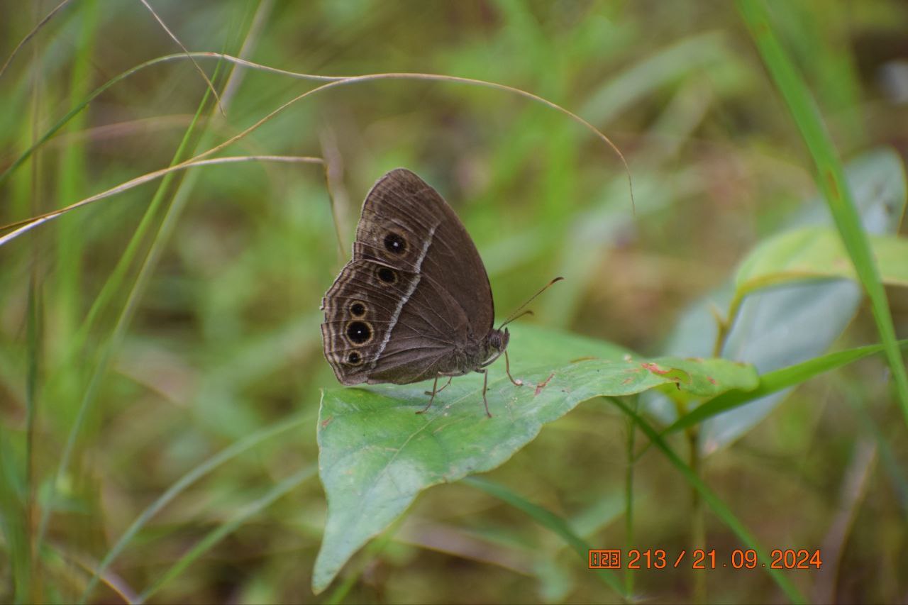 BANDHAVGARH TIGE RESERVE