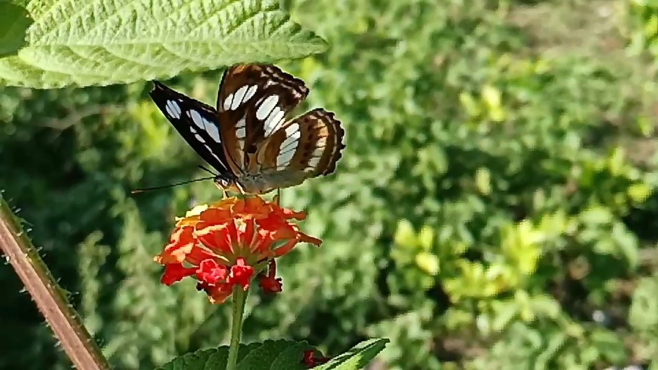 butterflies of Jim Corbett Park