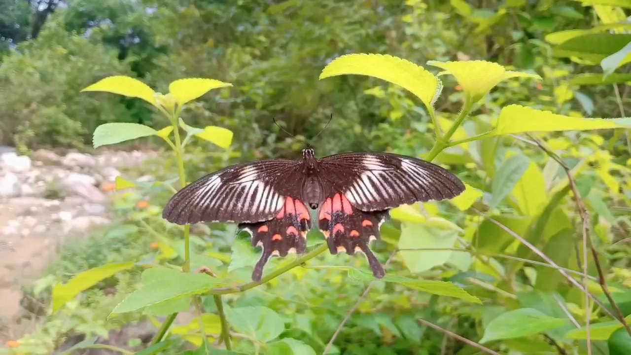 butterflies of Jim Corbett Park