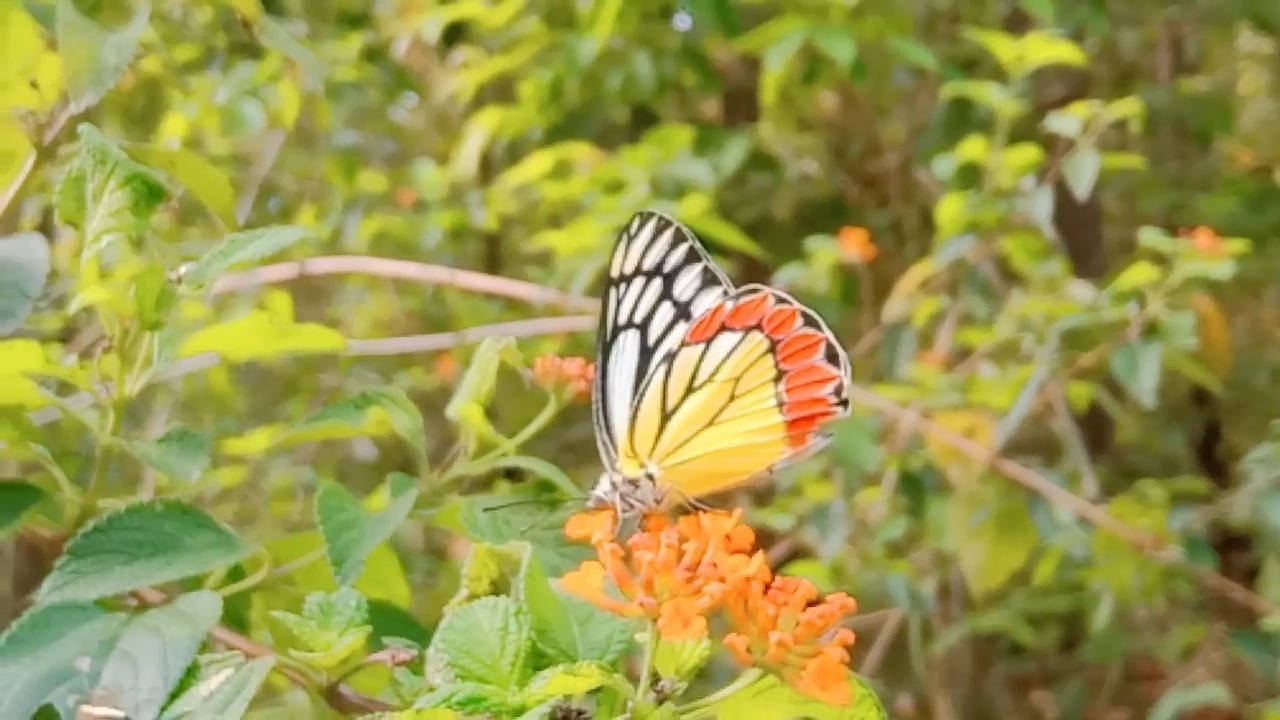 butterflies of Jim Corbett Park