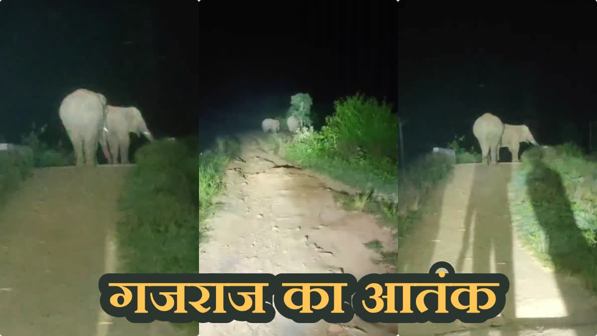 Terror of wild elephants in Humbu village of Latehar