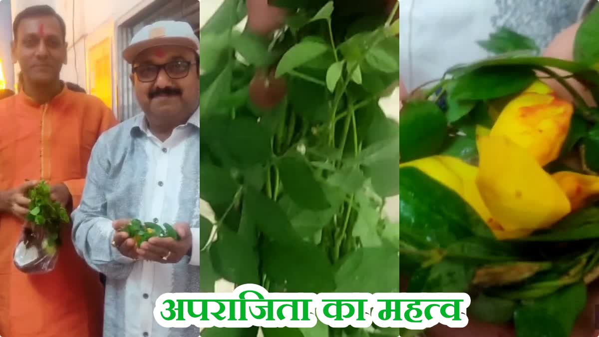 Know special significance of Aparajita plant on day of Vijayadashami 2023