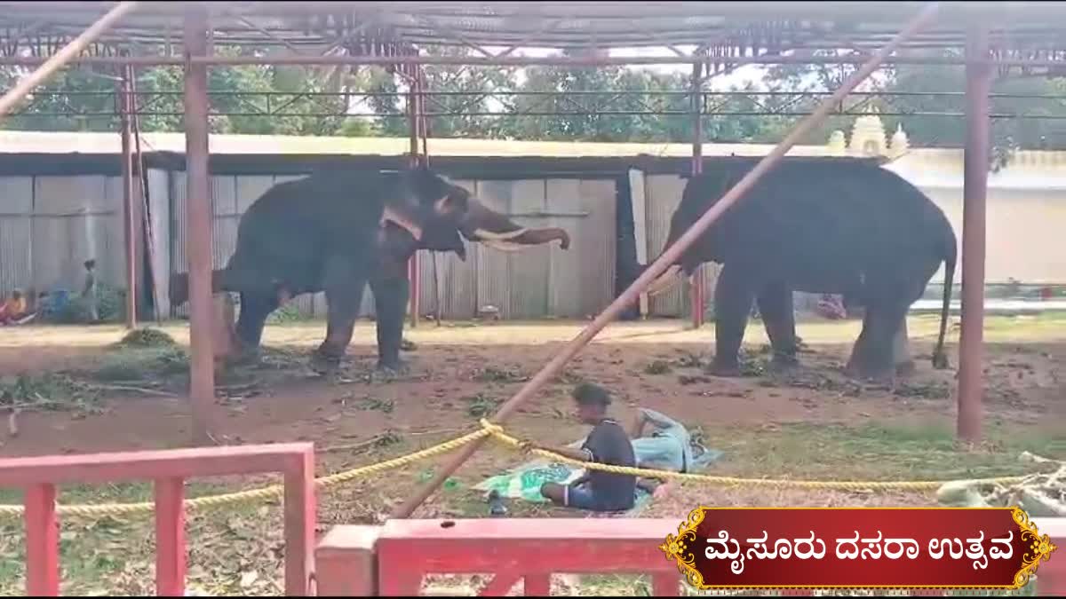 ಜಂಬೂಸವಾರಿಗೆ ಹೊಸ ಆನೆಗಳಿಗೆ ಇಲ್ಲ ಅವಕಾಶ