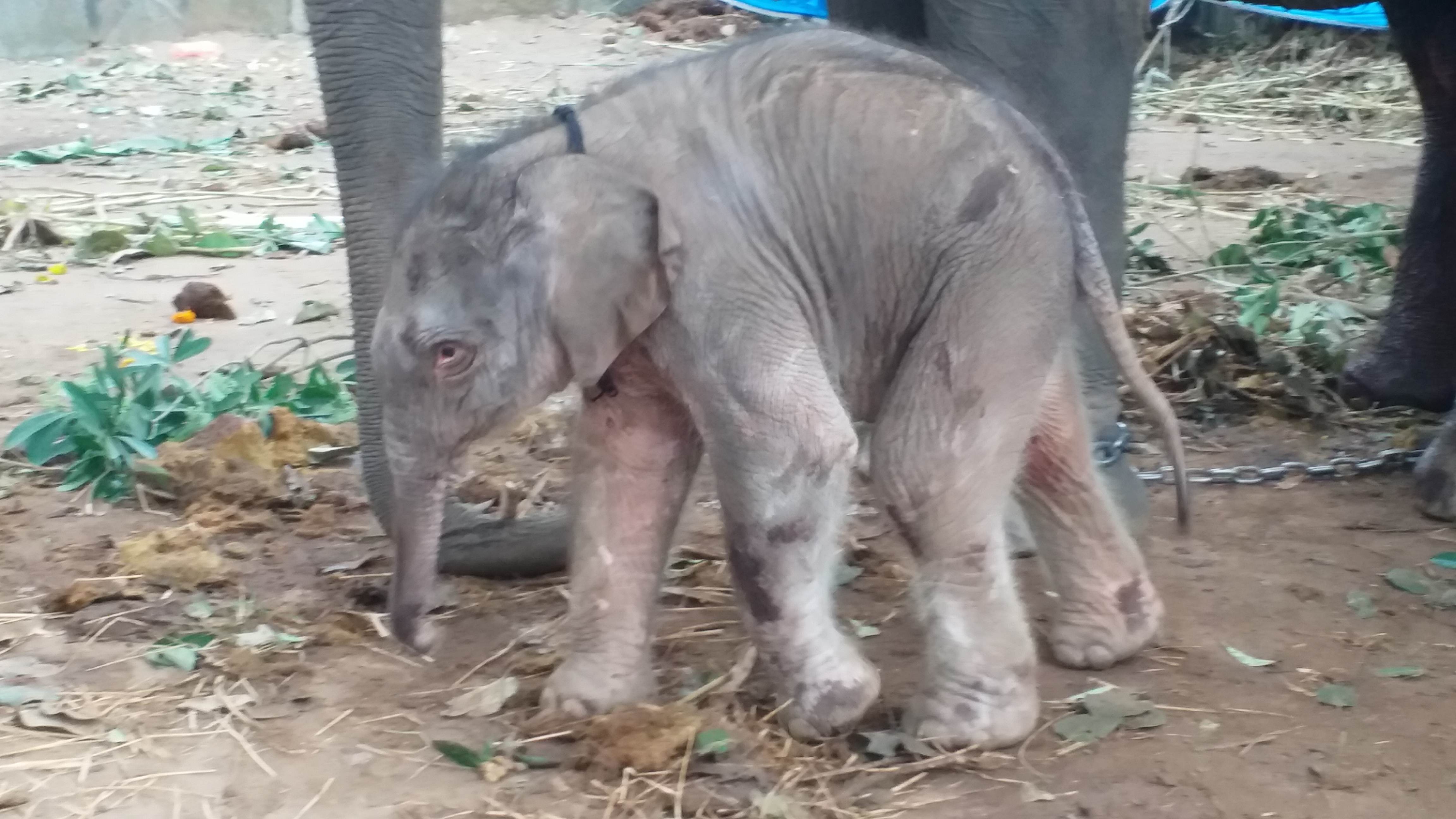 A baby elephant born to Netravati
