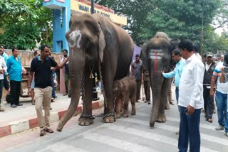 Baby born to Netravati who was supposed to participate in Shimoga Dasara procession