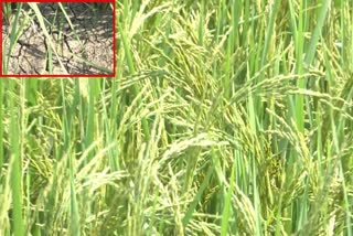 crops_drying_in_krishna_district