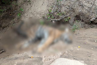 A male tiger died near Tiruppur