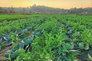 women farmers income increased in spiti valley