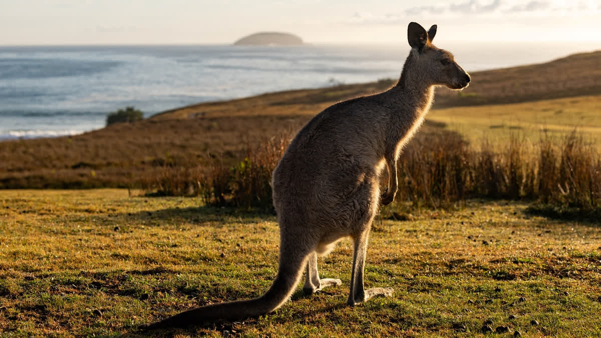 Kangaroos are adorable Aussie creatures that are recognized worldwide.