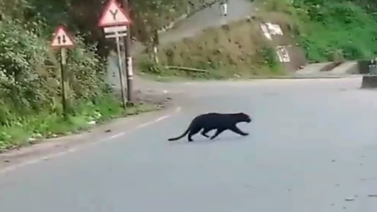 Black Leopard