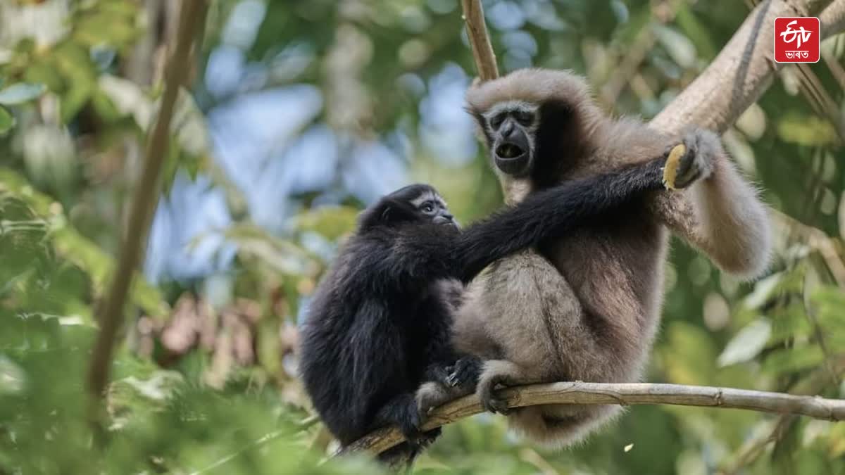 WORLD HOOLOCK GIBBON DAY 2024