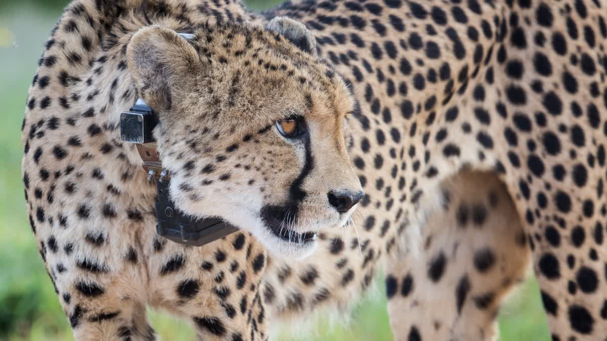 28 spotted deer released to increase prey base of cheetahs