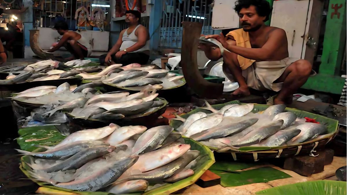 HILSA PRICE DROP