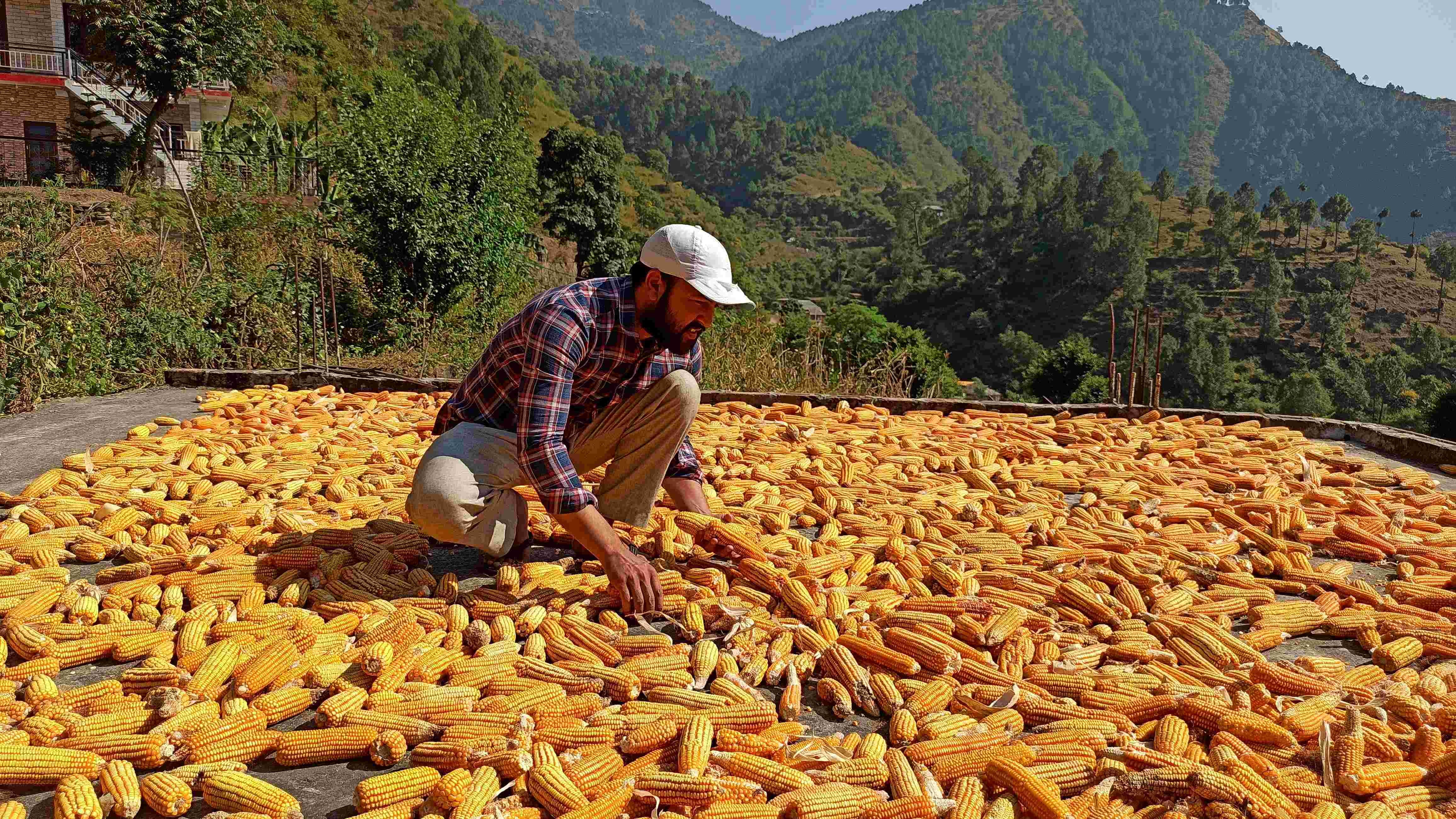 HIMACHAL MAIZE CROP PURCHASE