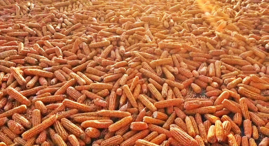 HIMACHAL MAIZE CROP PURCHASE