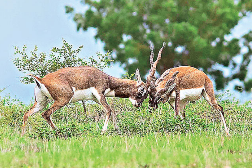 Blackbuck