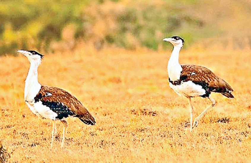 Great Indian bustard Bird