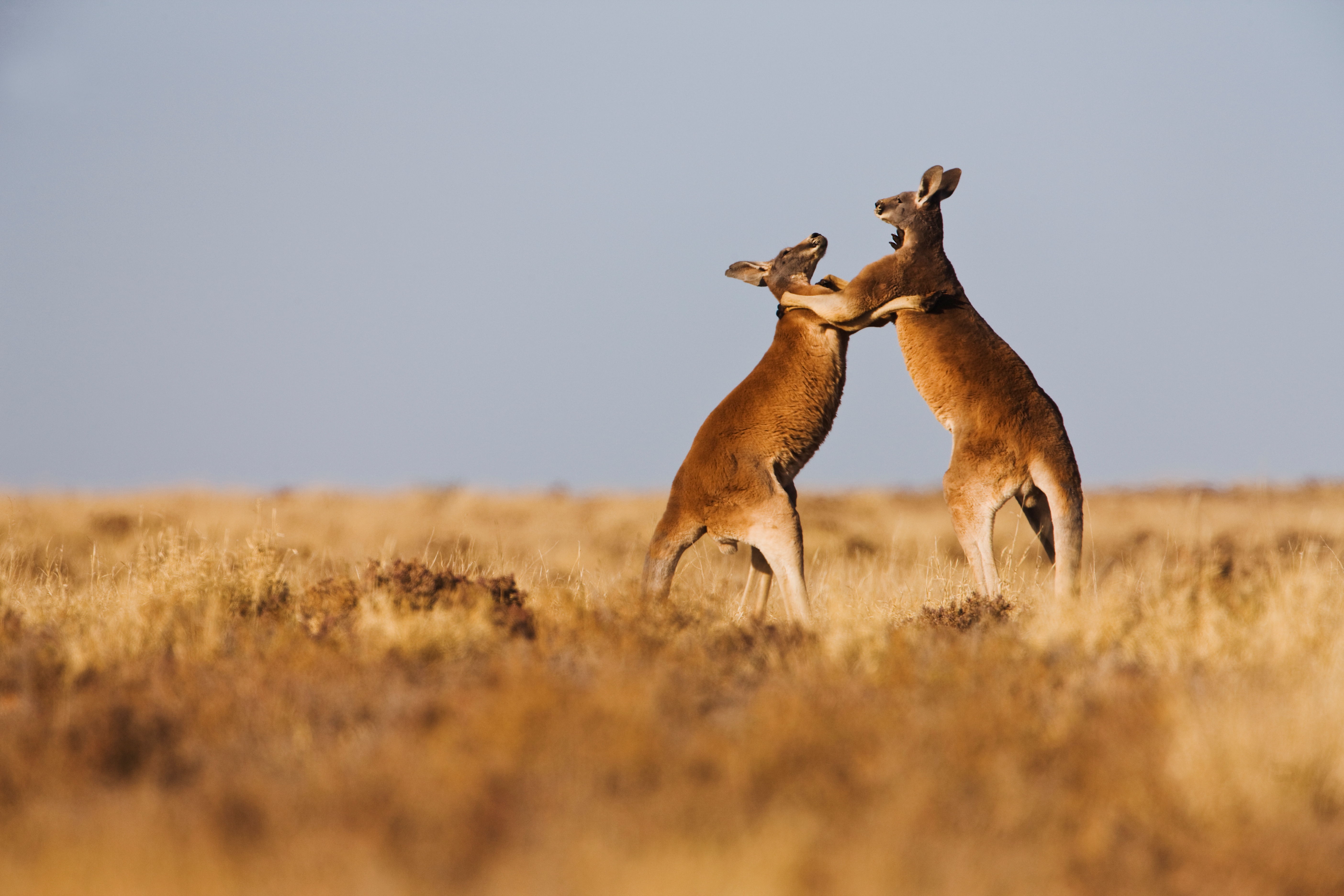 Kangaroos Are Fighters