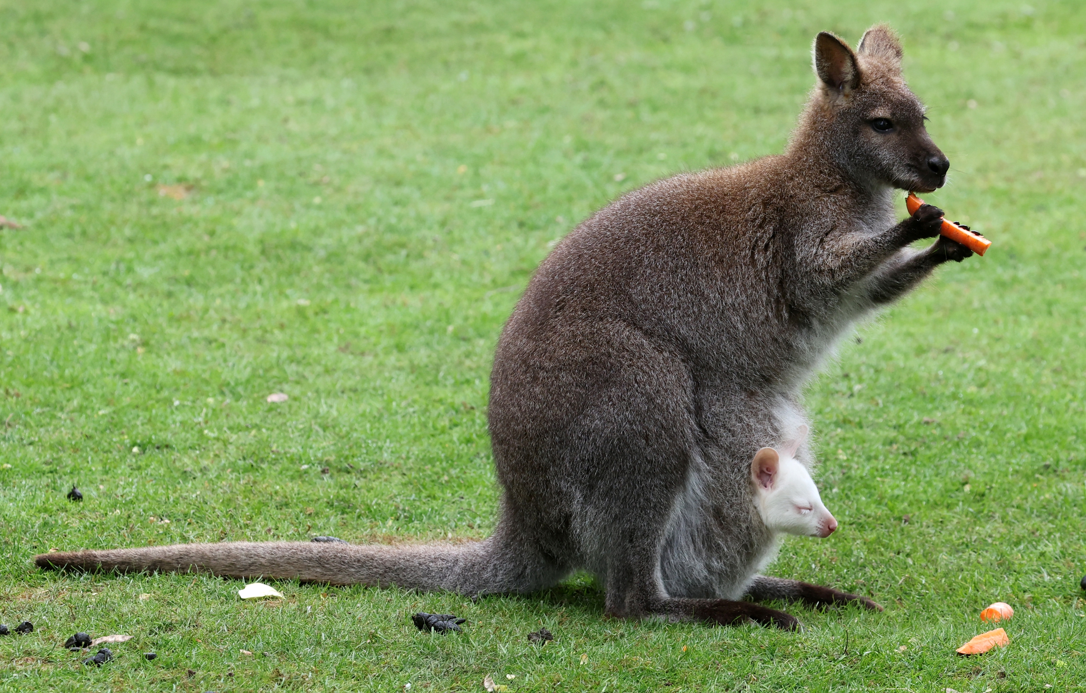 Kangaroos are herbivores