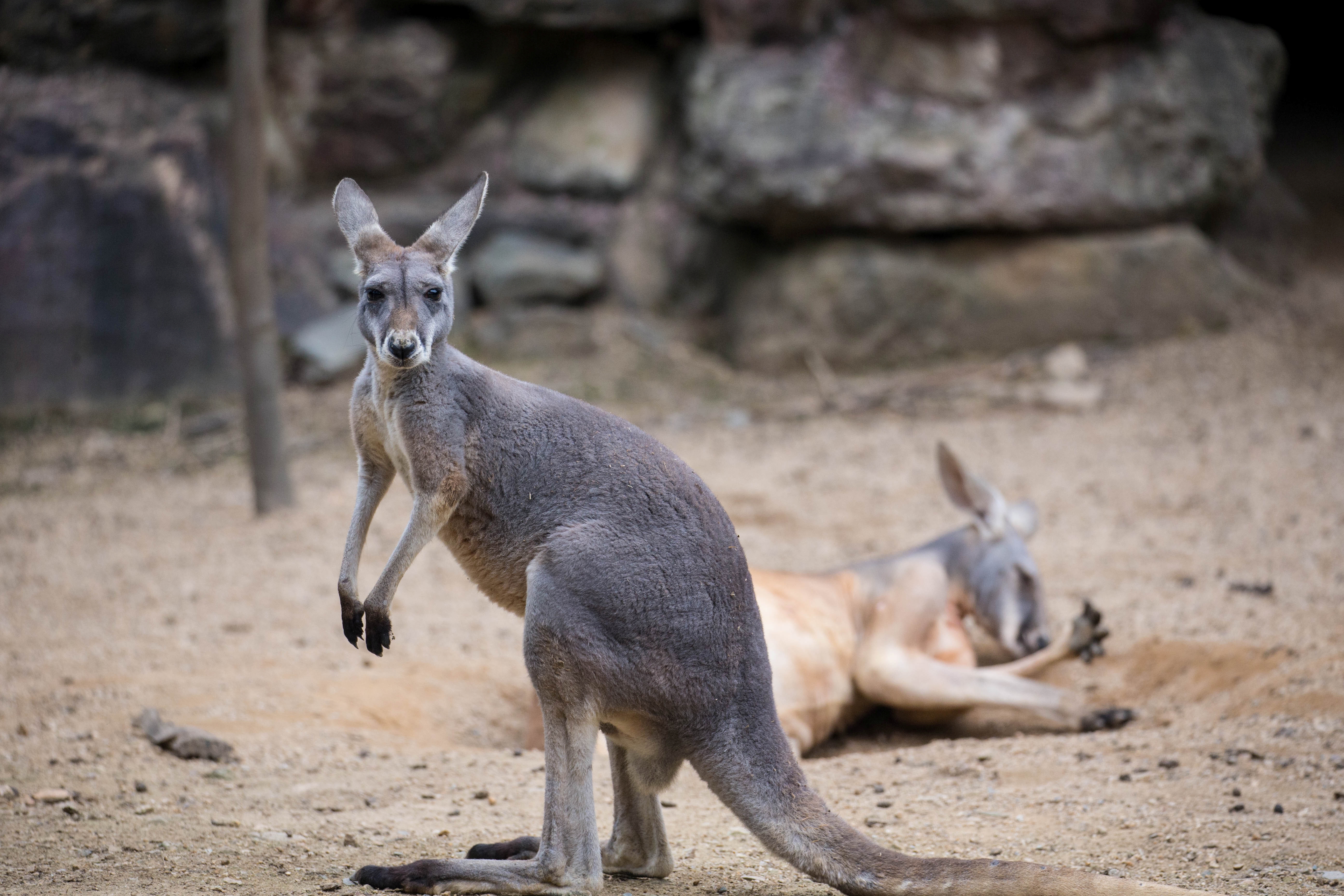 Kangaroos are social animals, and when they gather, the group is called a mob