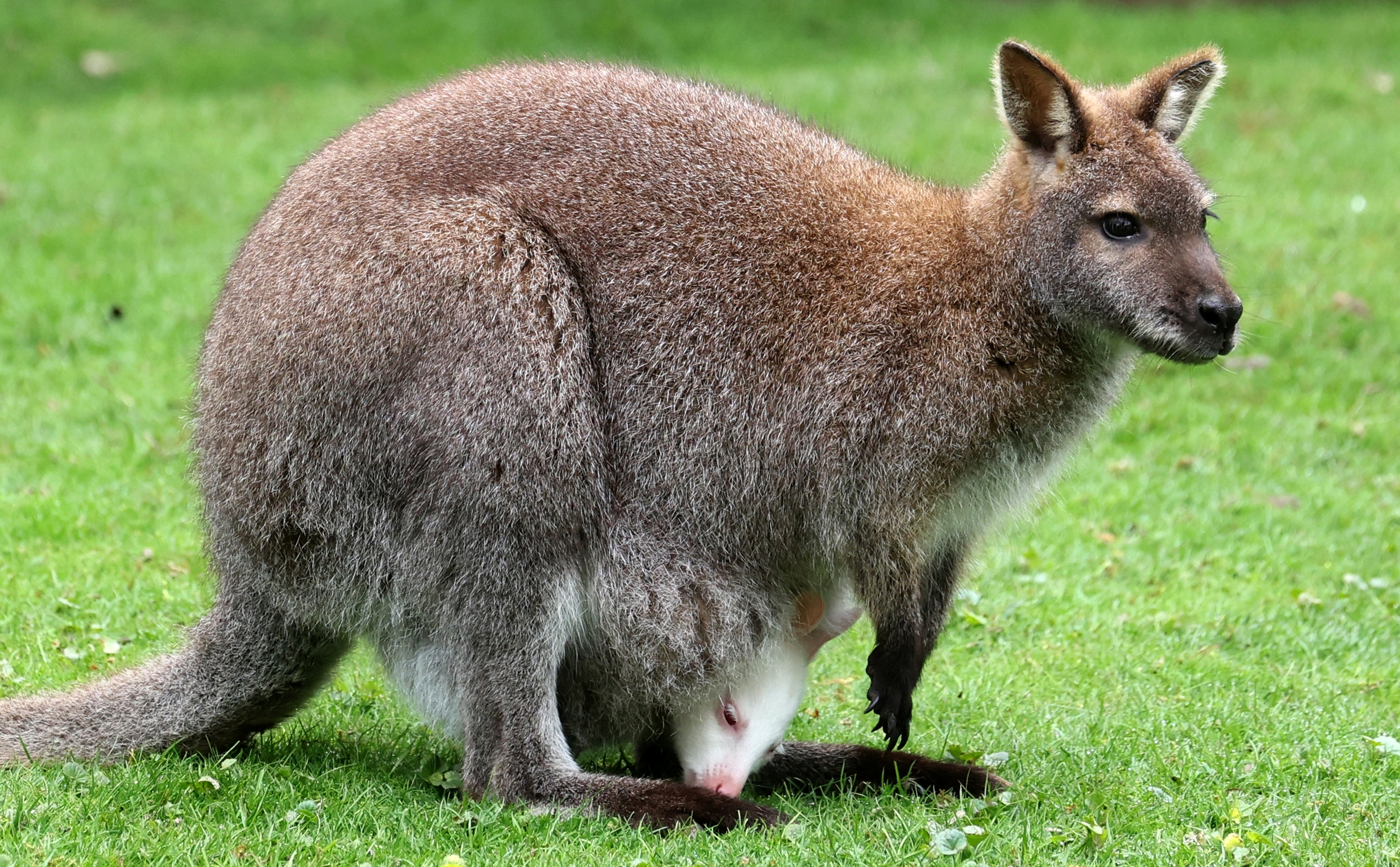 Female kangaroos can pause their pregnancies if needed.