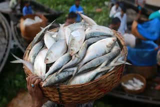 HILSA PRICE DROP