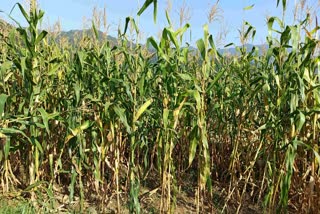 HIMACHAL MAIZE CROP PURCHASE