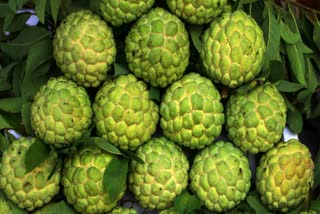 Health Benefits Of Custard Apple