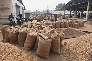 MP GROUNDNUT MANDI RATE