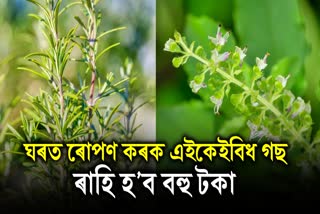 Know about these 5 herbs that you can grow in your home garden