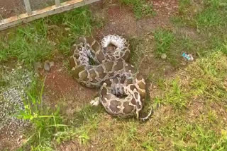 python_at_cm_chandrababu_house_undavalli