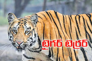 public_in_panic_due_to_tiger_wandering_in_adilabad_district