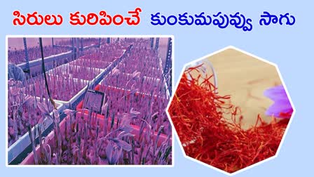 Saffron Cultivation In Siddipet District