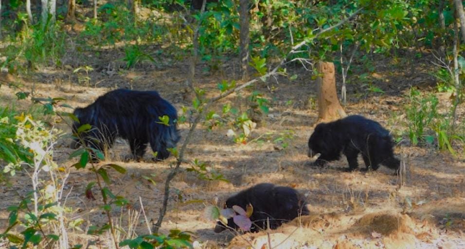 bear attack Baikunthpur