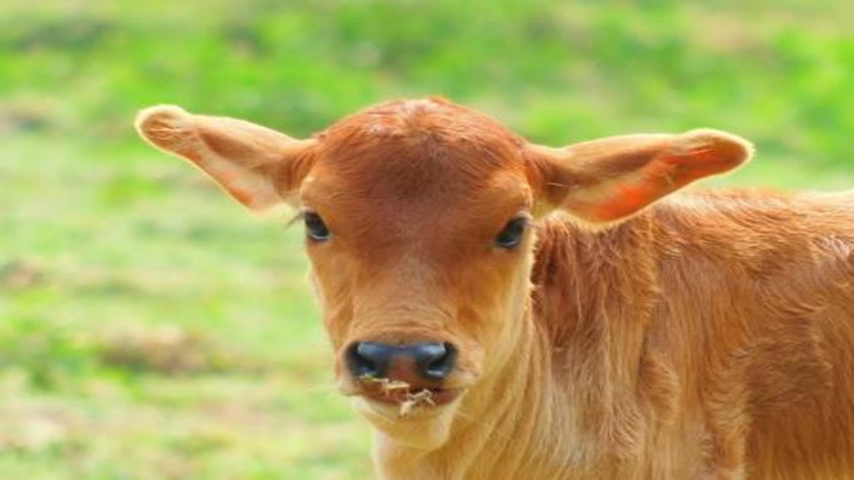 Himachal HC orders closure of cow sanctuary after 1,200 bovine death