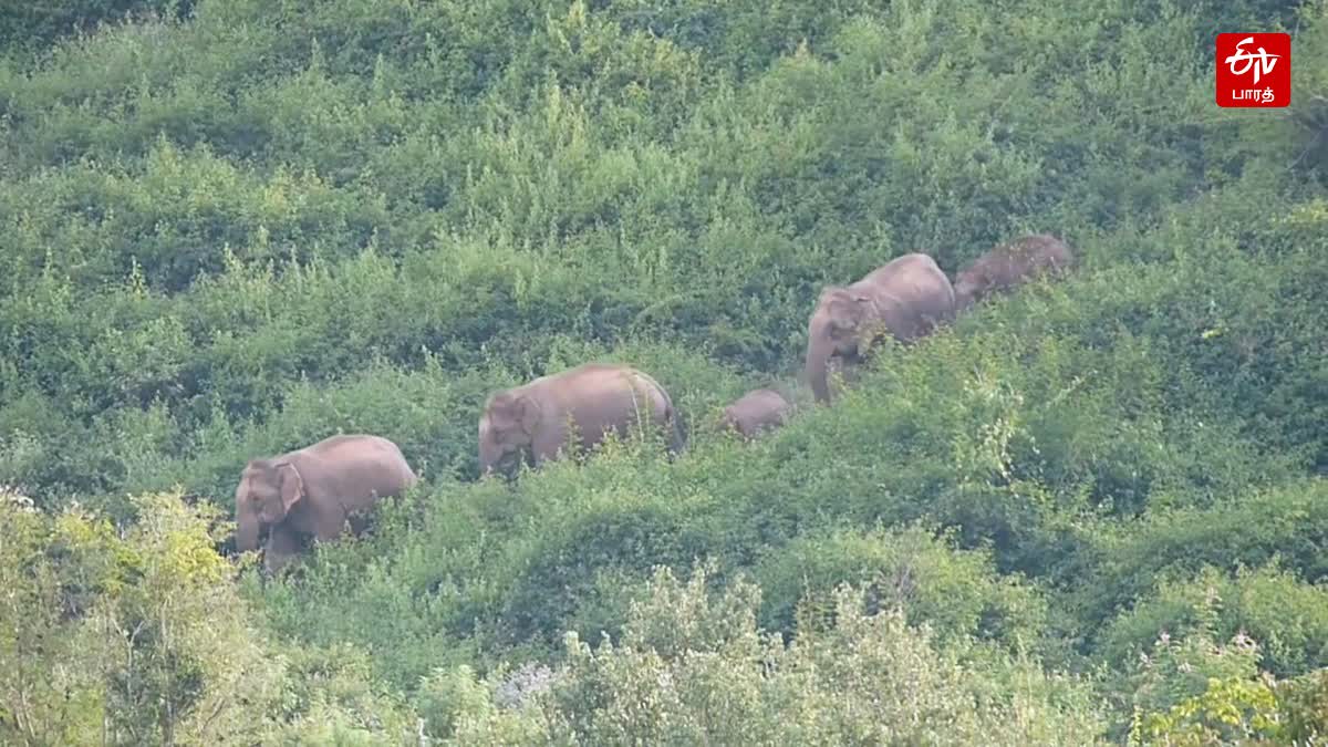 ஓசூர் அருகே முகாமிட்டுள்ள காட்டு யானை கூட்டம்