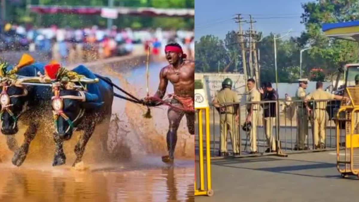 kambala sports festival in Bangalore