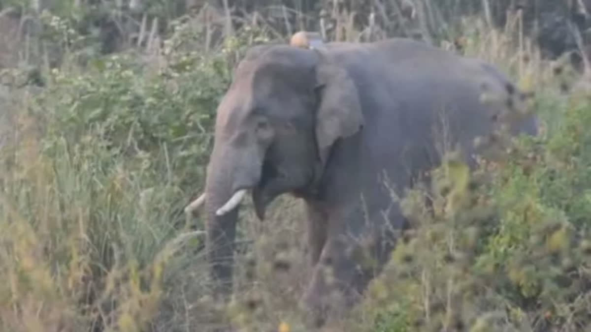 Suspicious death of male elephant in Lormi