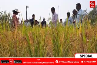 Rare Rice Conservation