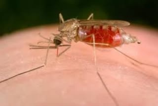 Malaria Outbreak In Godda