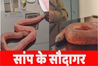 Red Sand Boa Snake Smugglers Arrested Yamunanagar Haryana News