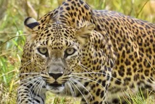 shajapur news Panic due to leopard