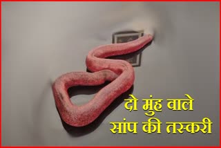 two mouth snake red sand boa snake smuggling of two mouth snake cost